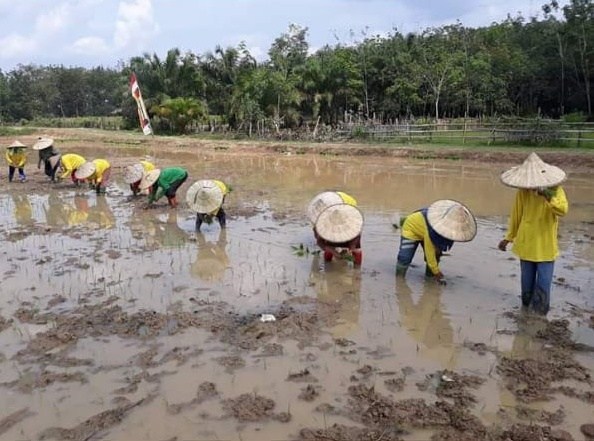 Tanjung Simandolak Wujudkan Desa Mandiri Pangan 
