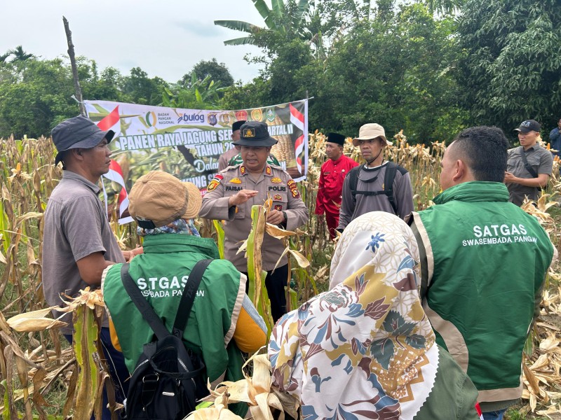 Dukung Swasembada Pangan, Polsek Rupat Bersama Kelompok Tani Panen Jagung Kuartal 2
