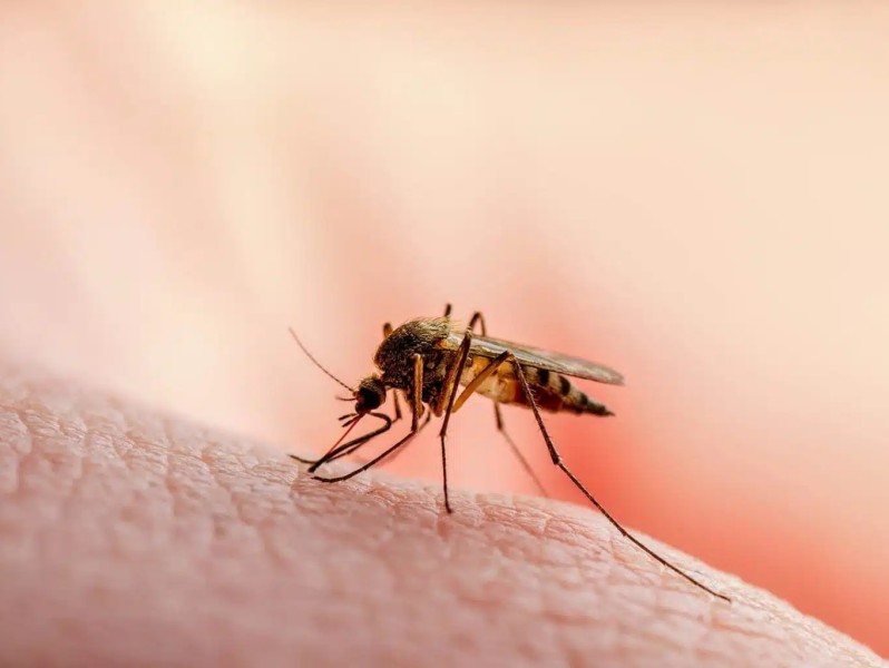 Awal 2026, Pekanbaru Nihil Kasus Malaria