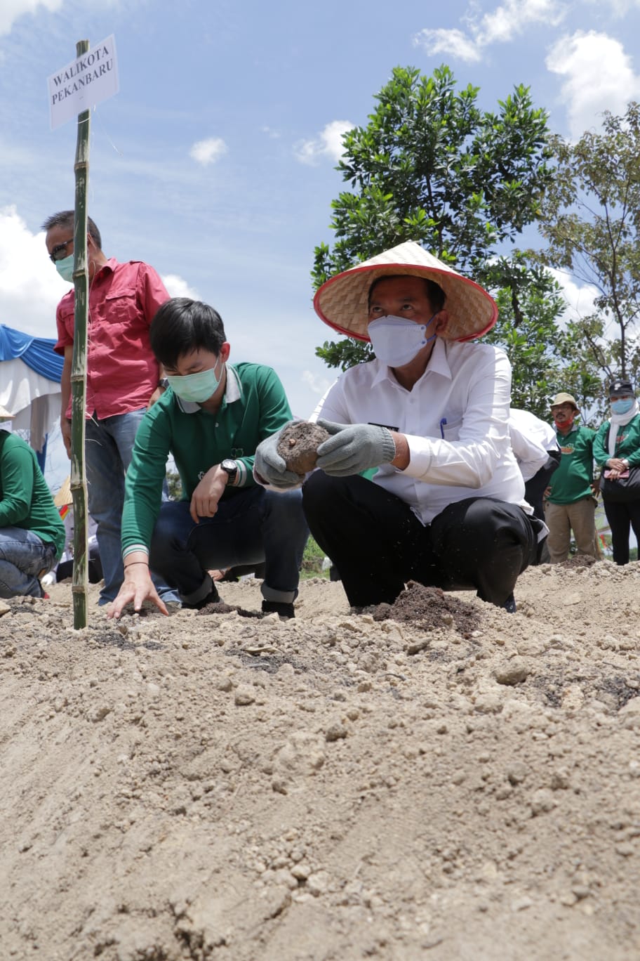 Wali Kota Tanam Bibit Porang di Kelurahan Agrowisata Rumbai Barat