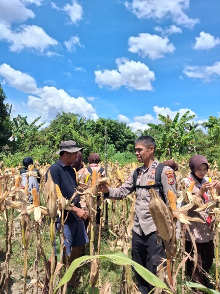Polsek Rupat Cek Tanaman Jagung di Batu Panjang, Panen Ditargetkan Juni Ini