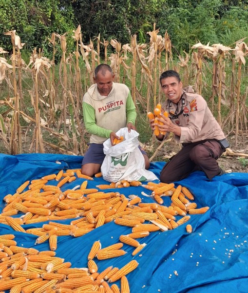 Panen Jagung Pipil Berbuah Manis, Petani Rupat Rasakan Peningkatan Pendapatan