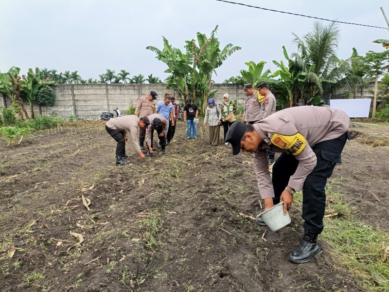 Dukung Program Asta Cita, Polsek Bukitraya Tanam Jagung di Maharatu