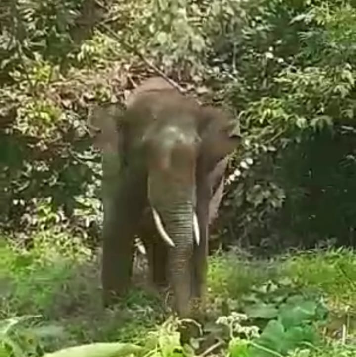 Diduga Hilangnya Habitat Gajah Tergerus Konsesi RAPP dan PT WJS