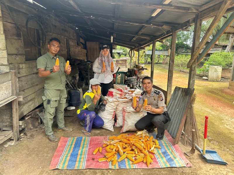 Polsek Rupat dan PT MMJ Panen 450 Kg Jagung, Ajak Petani Dukung Ketahanan Pangan