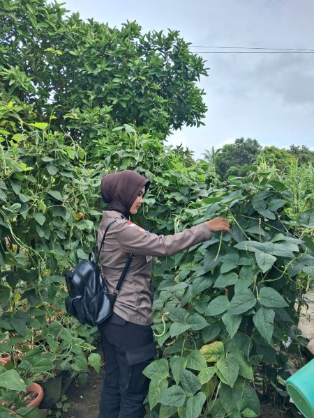 Polsek Rupat Dorong Kemandirian Pangan, Polwan Pantau Kebun Warga di Batu Panjang