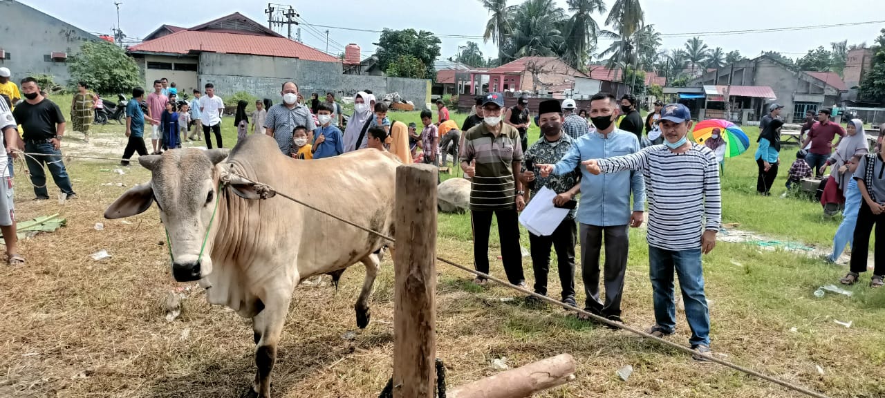 Tengku Azwendi Serahkan Satu Ekor Sapi Kurban ke Mesjid Tsamaratul Ikhwan