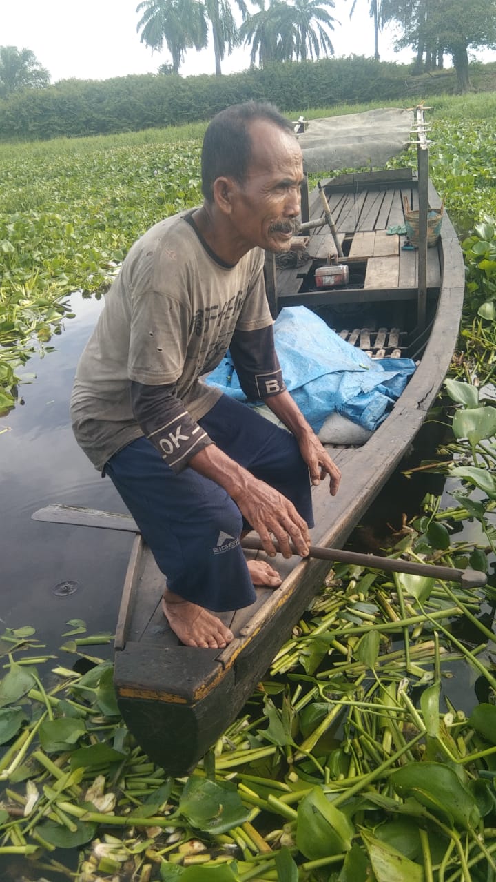 Nelayan Rantau Kopar Keluhkan Eceng Gondok yang Menumpuk di Aliran Sungai Rokan