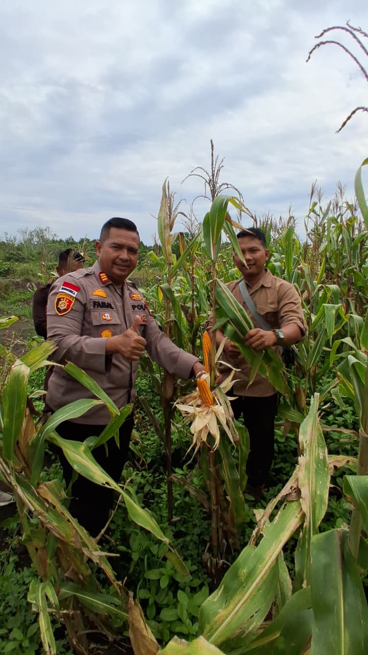 Dukung Ketahanan Pangan, Polsek Rupat Pantau Perkembangan Jagung Jelang Panen