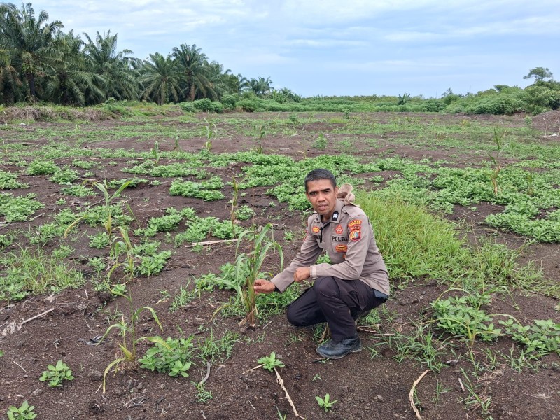 Polsek Rupat Cek Lahan Jagung yang Terdampak Cuaca Panas