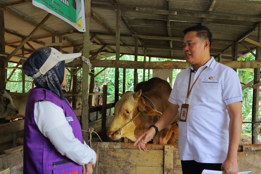 Sapi Kurban Presiden untuk Pekanbaru Dipastikan Sehat, Bobot Capai 907 Kilogram