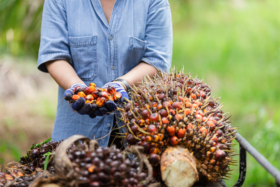 Harga Sawit di Riau Turun, Apa Penyebabnya?