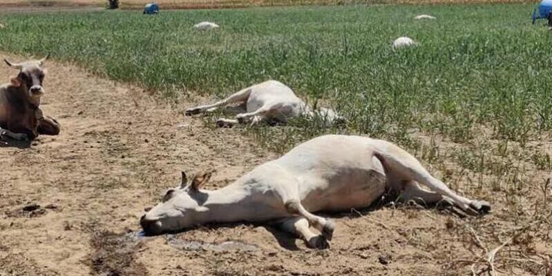 Keracunan Potas, Belasan Sapi di Kampar Mati Mendadak