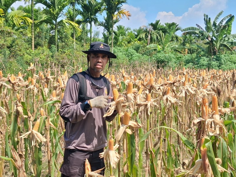 Polsek Rupat Dampingi Petani Cek Pertumbuhan Jagung Program Ketahanan Pangan