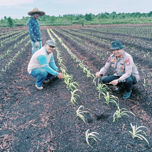 Dukung Swasembada Pangan, Polsek Bengkalis Pantau Perkembangan Tanaman Jagung