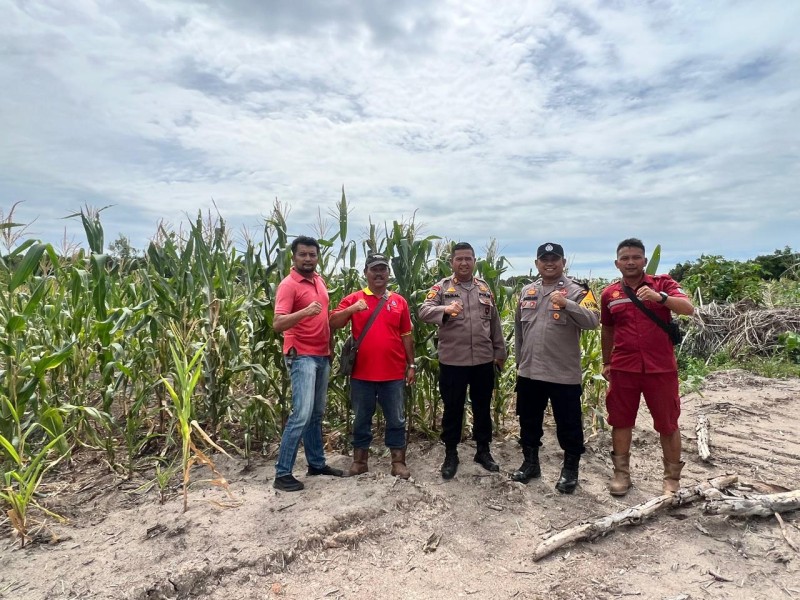 Kapolsek Rupat Cek Ketahanan Pangan Jagung Program 2 di PT. MMJ