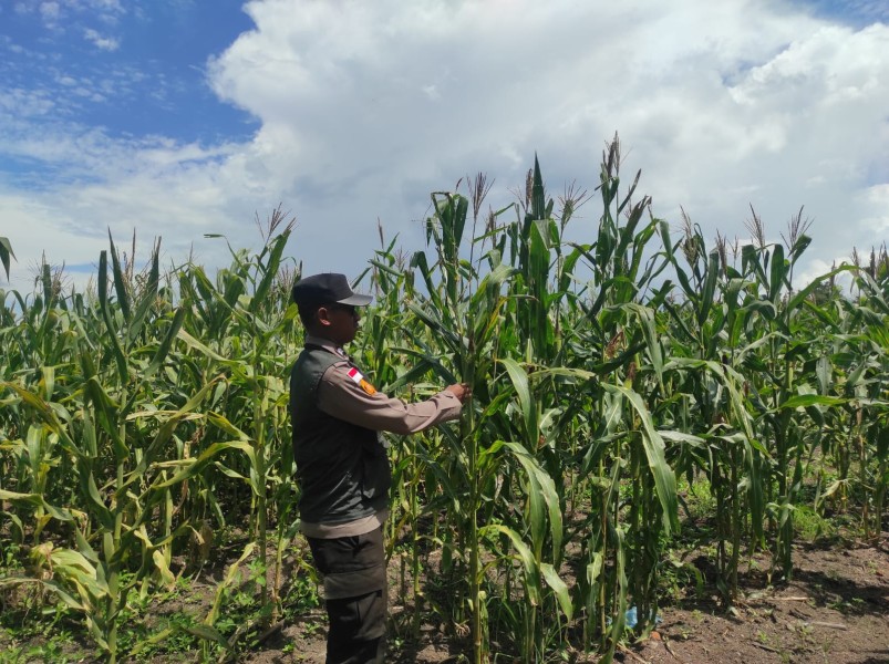 Polsek Rupat Intens Turun ke Lahan, Kawal Program Jagung Pipil untuk Ketahanan Pangan