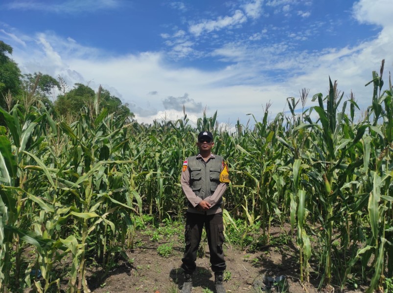 Dukung Swasembada Pangan, Polsek Rupat Rutin Pantau Lahan Jagung