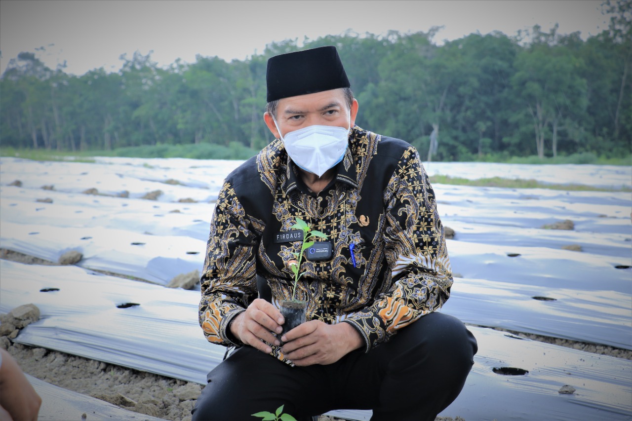 Kendalikan Inflasi Daerah Kota Pekanbaru, PT SPP On Farm Cabai 10 Hektare