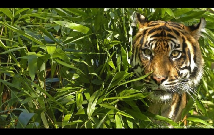 Heboh Harimau Berkeliaran, Buat Cemas Warga Desa Pelambaian -Tapung, Kampar