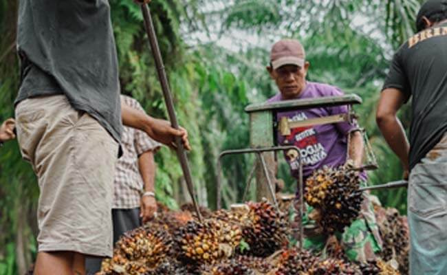Harga TBS Sawit Riau Tertinggi di Indonesia