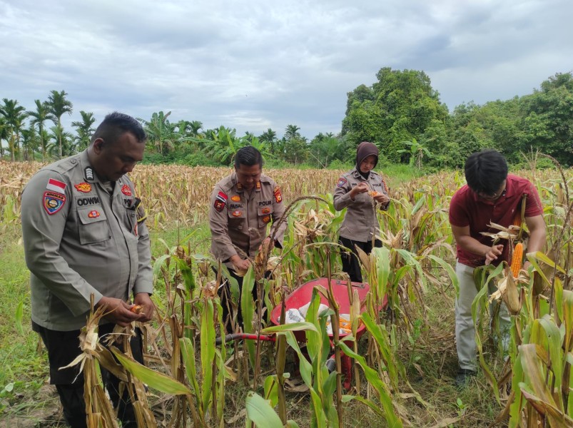 Dukung Ketahanan Pangan, Polsek Rupat Dampingi Petani di Wilayah Binaan