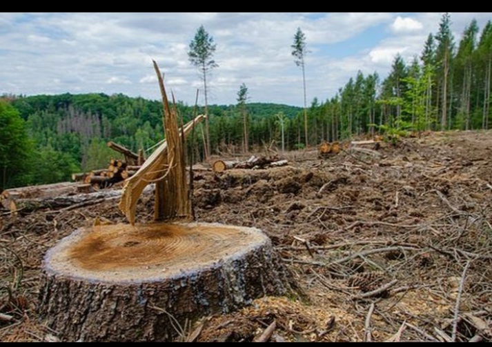 Hutan Lindung Bukit Batabuah Terus dijarah Para Pelaku Ilegal Loging