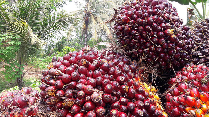 Mau Tahu Harga Sawit di Riau Periode 3-9 Mei? Berikut Daftarnya