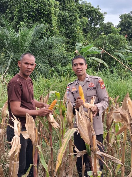 Polsek Rupat dan Petani Panen Jagung Bersama, Bukti Sinergi untuk Ketahanan Pangan